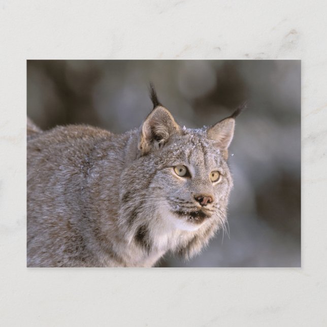 Cartão Postal América do Norte, EUA, Alasca, Haines. Lynx (Felis (Frente)