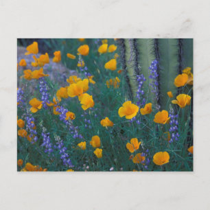 Cartão Postal América do Norte, EUA, Arizona, Cactus de Órgão