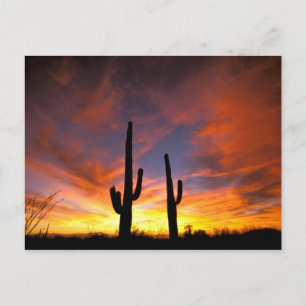 Cartão Postal América do Norte, EUA, Arizona, Deserto de Sonora.