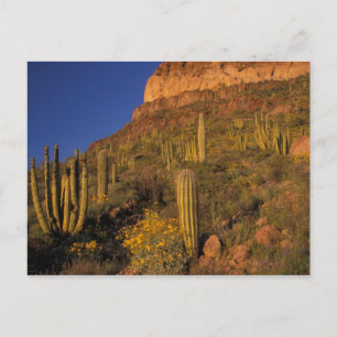 Cartão Postal América do Norte, EUA, Arizona, Organ Pipe Cactus 