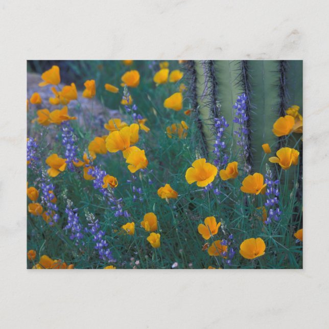 Cartão Postal América do Norte, EUA, Arizona, Organ Pipe Cactus (Frente)