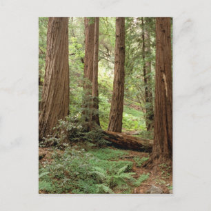 Cartão Postal América do Norte, EUA, Califórnia, Big Sur,