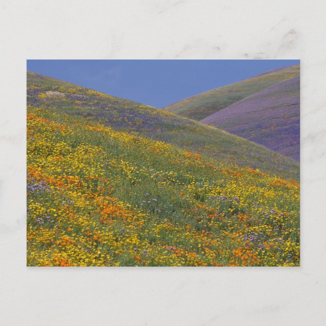 Cartão Postal América do Norte, EUA, Califórnia, Los Angeles (Frente)