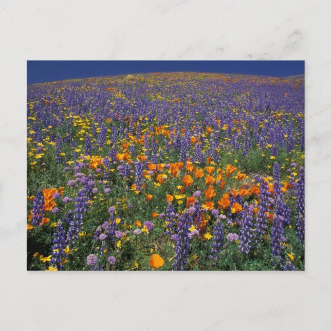 Cartão Postal América do Norte, EUA, Califórnia, Los Angeles 2 (Frente)