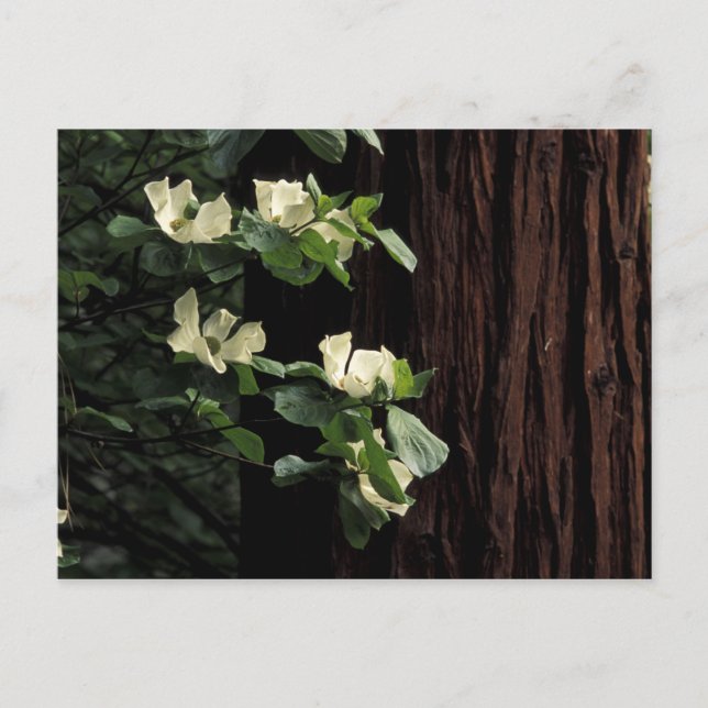 Cartão Postal América do Norte, EUA, Califórnia, Yosemite 2 (Frente)