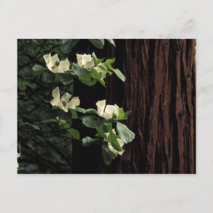 Cartão Postal América do Norte, EUA, Califórnia, Yosemite 2