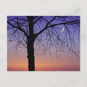 Cartão Postal América do Norte, EUA, Flórida, Monte Dora,