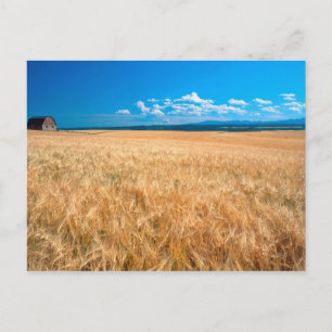Cartão Postal América do Norte, EUA, Idaho. Campo de cevada em