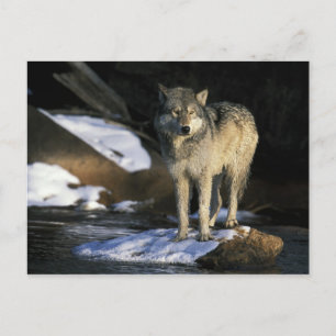 Cartão Postal América do Norte, EUA, Minnesota. Lobo (Canis