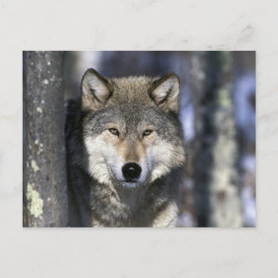 Cartão Postal América do Norte, EUA, Minnesota. Wolf Canis