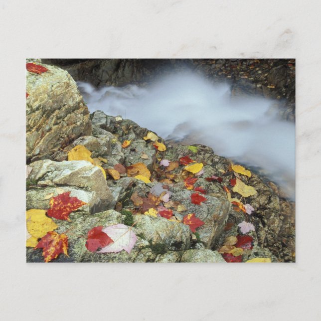 Cartão Postal América do Norte, EUA, NH, Outono na Nova Inglater (Frente)