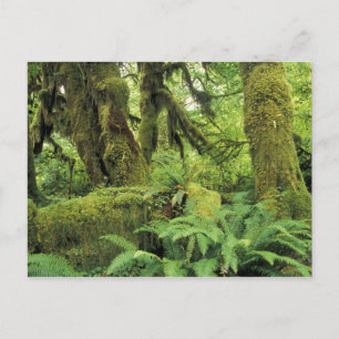 Cartão Postal América do Norte, EUA, Washington, Olímpico 3