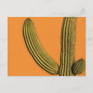 Cartão Postal América do Norte, México, Baixa Califórnia, Cab