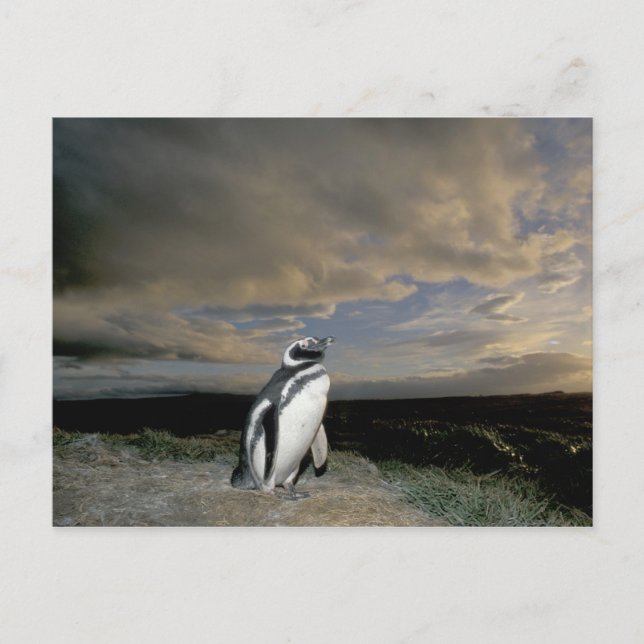 Cartão Postal América do Sul, Chile, Patagônia, Magalhães, (Frente)