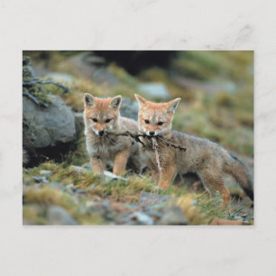 Cartão Postal América do Sul, Chile, Torres del Paine Nacional