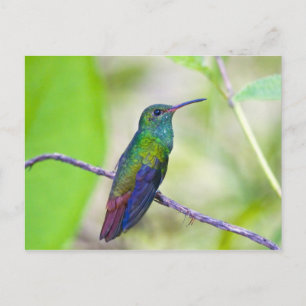 Cartão Postal América do Sul, Costa Rica, Sarapiqui, La Selva