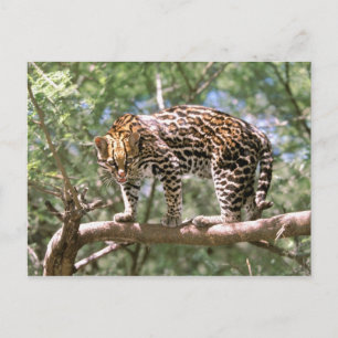 Cartão Postal América do Sul, Equador, Amazônia. Ocelote