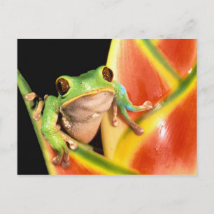 Cartão Postal América do Sul, Equador, Amazônia. Rã de árvore