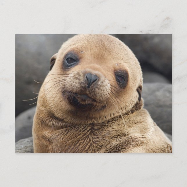 Cartão Postal América do Sul, Equador, Ilhas Galápagos (Frente)