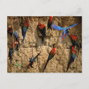 Cartão Postal América do Sul, Peru, Parque Nacional de Manu,