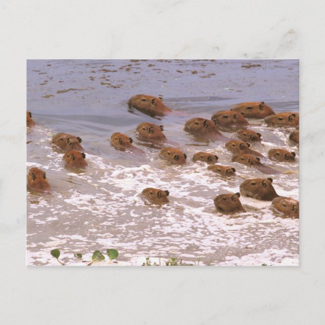 Cartão Postal América do Sul, Venezuela, região Lano. (Frente)