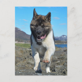 Cartão Postal American Akita