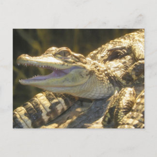 Cartão Postal American Alligator Mouth Open