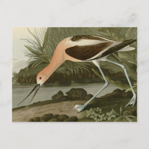 Cartão Postal American Avocet