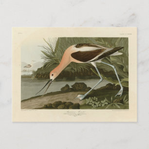 Cartão Postal American Avocet do Pássaros da América de Audubon