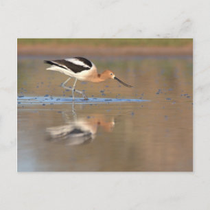Cartão Postal American Avocet nas lagoas