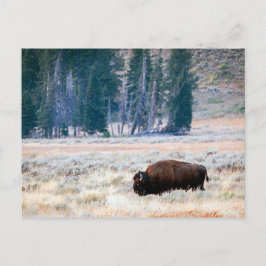 Cartão Postal American Bison no Parque Nacional Yellowstone