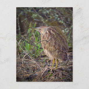 Cartão Postal American Bittern