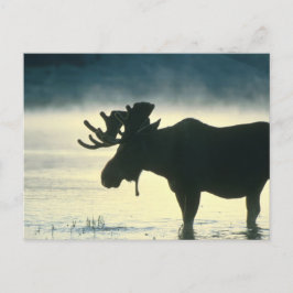Cartão Postal American Bull Moose