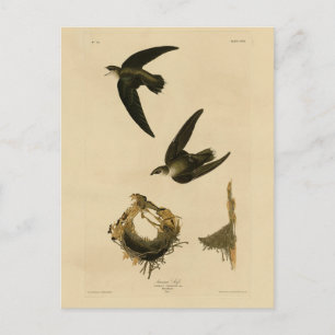 Cartão Postal American (Chimney) Swift Audubon, Birds da América