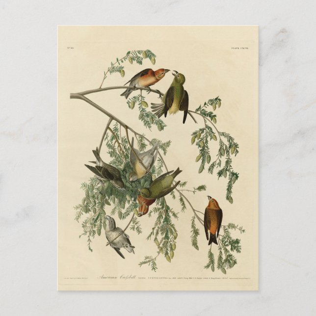 Cartão Postal American Crossbill of the Audubon's Birds of Ameri (Frente)