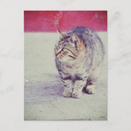 Cartão Postal American Curl Cat Veneza Itália Europa