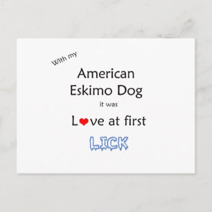 Cartão Postal American Eskimo Dog Lick Design
