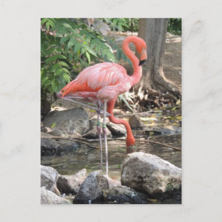 Cartão Postal American Flamingo