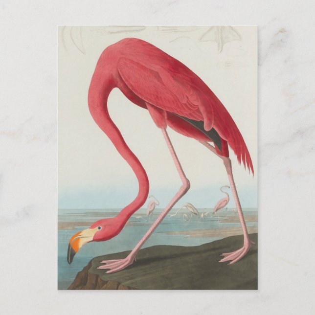 Cartão Postal American Flamingo ... J. J. Audubon (Frente)