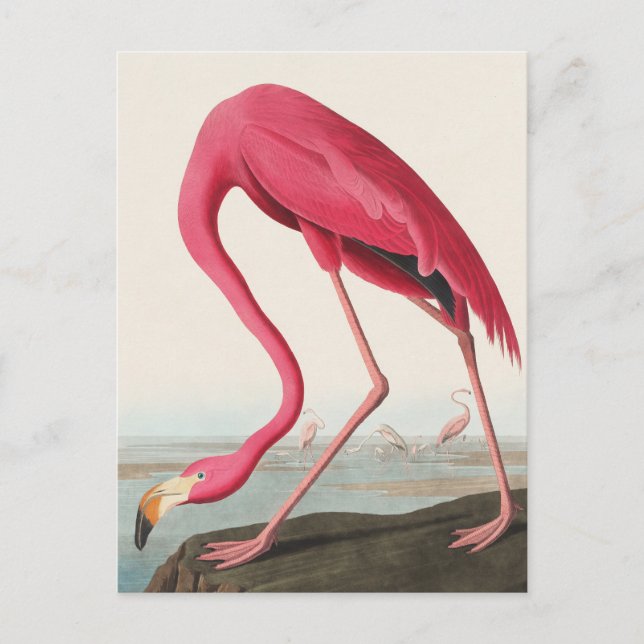 Cartão Postal American Flamingo John Audubon (Frente)