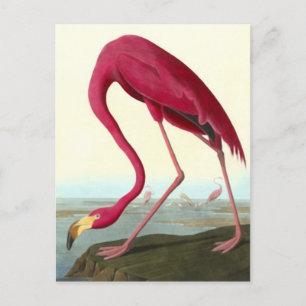 Cartão Postal American Flamingo, John James Audubon Fine