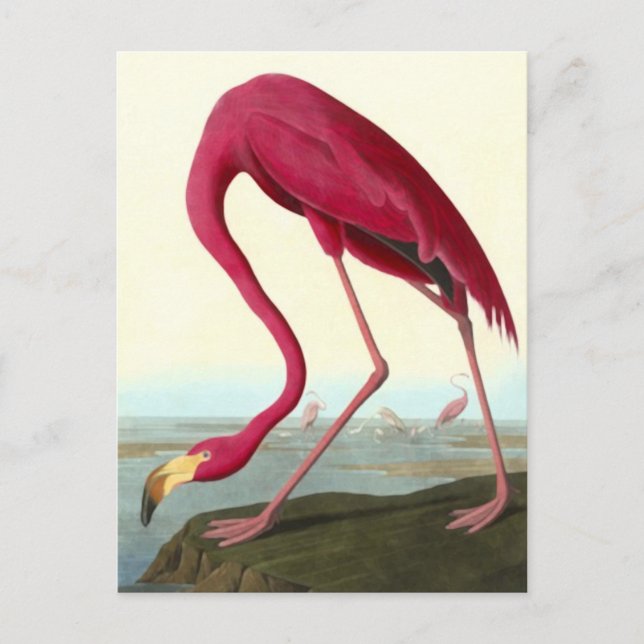 Cartão Postal American Flamingo, John James Audubon Fine (Frente)
