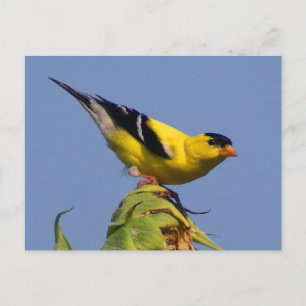 Cartão Postal American Goldfinch