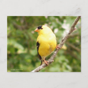 Cartão Postal American Goldfinch