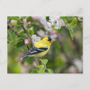 Cartão Postal American Goldfinch com flores de maçã primavera