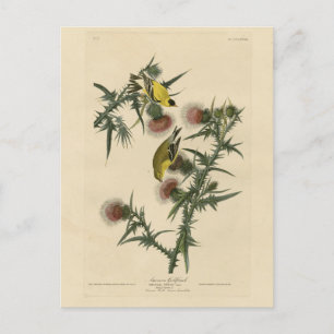 Cartão Postal American Goldfinch das "Birds of America" de Audub