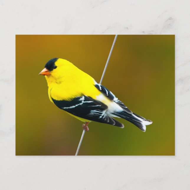 Cartão Postal American Goldfinch - Fotografia original (Frente)