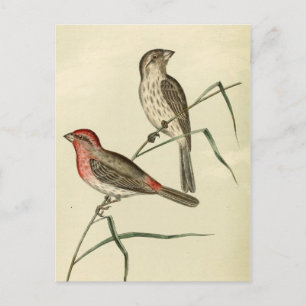 Cartão Postal American House Finch