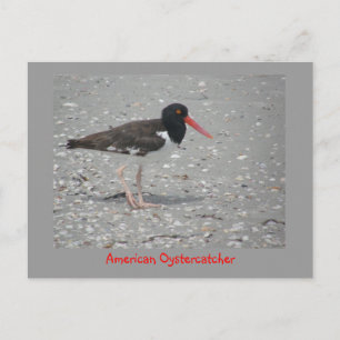 Cartão Postal American Oystercatcher
