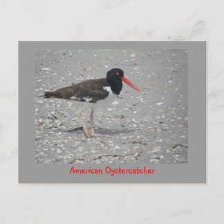 Cartão Postal American Oystercatcher